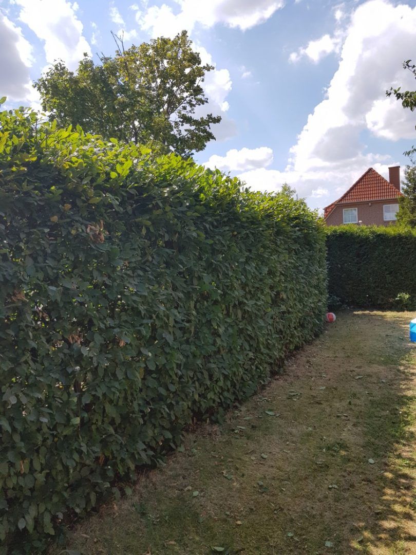 Heckenschnitt