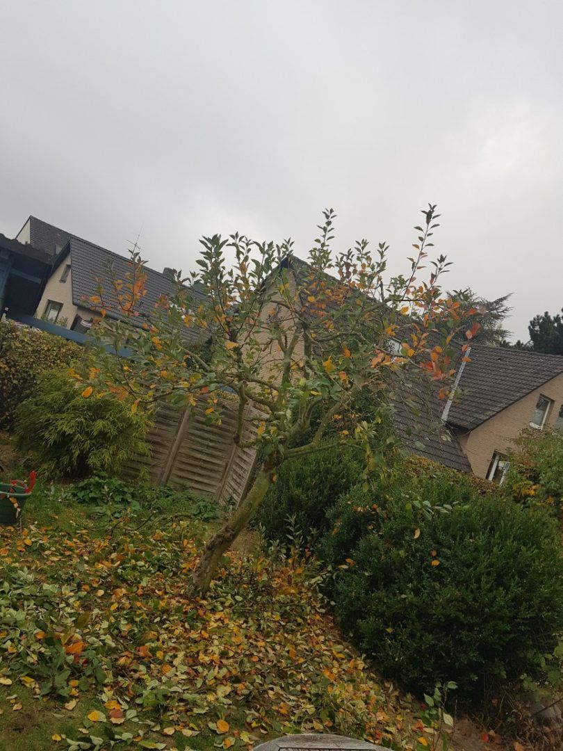 Obstbaumschnitt