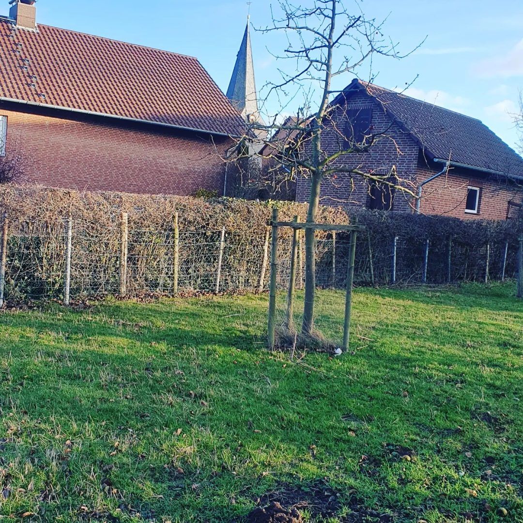 Obstbaumschnitt