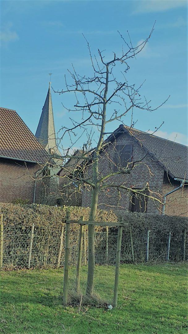 Obstbaumschnitt