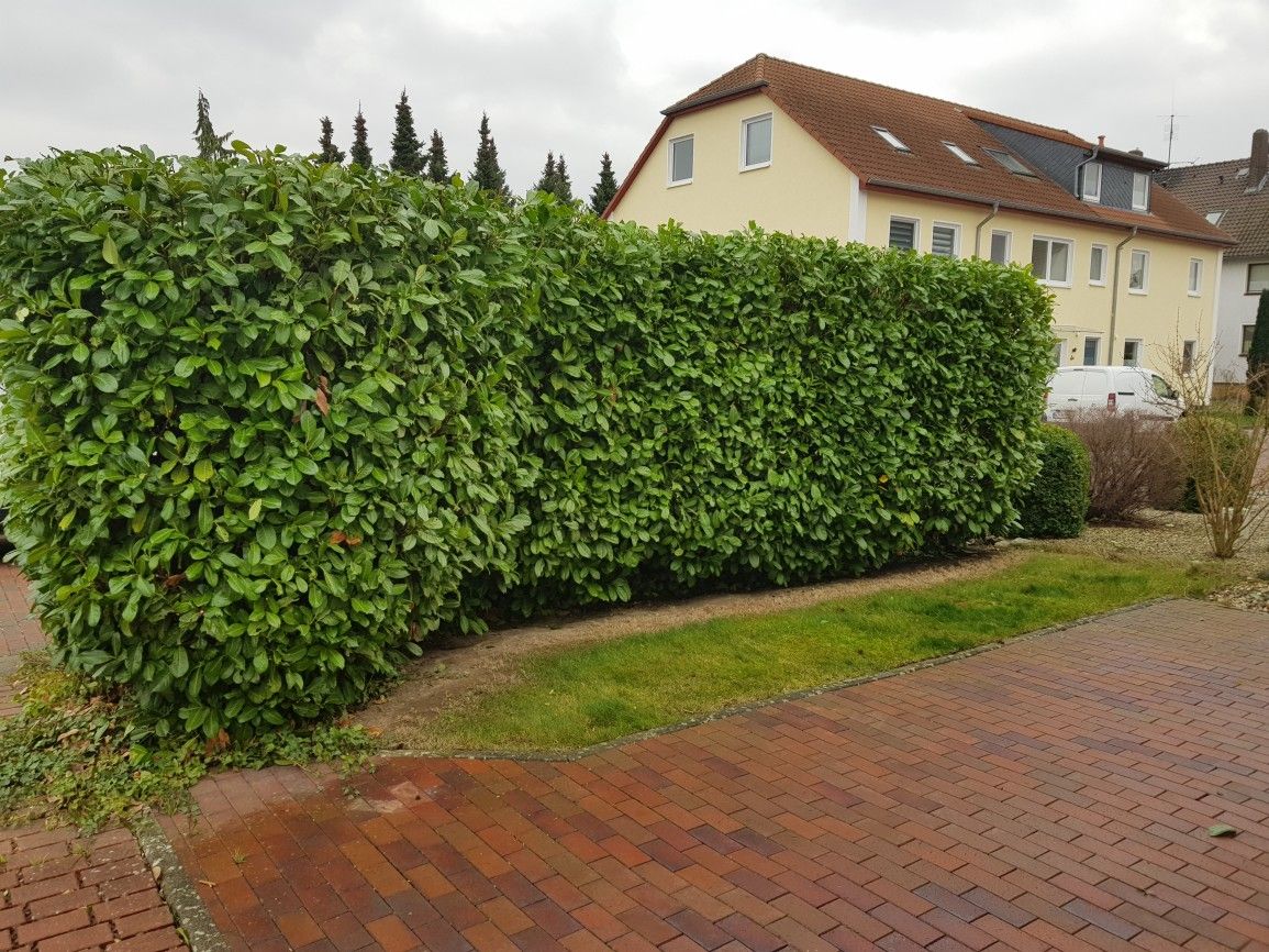 Heckenschnitt