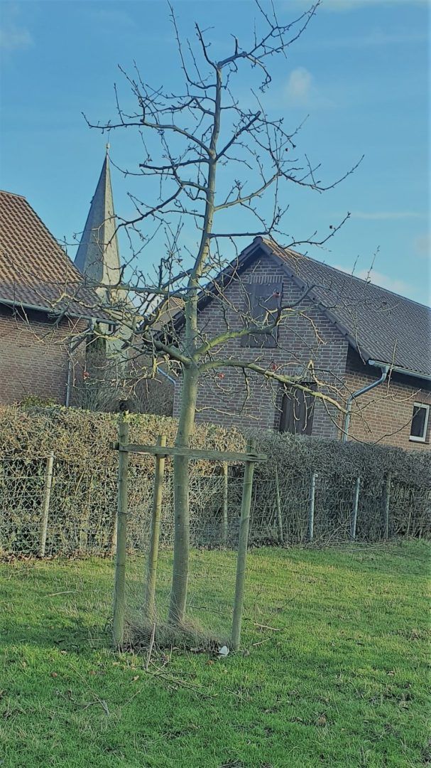 Obstbaumschnitt