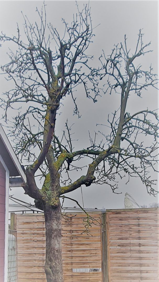 Obstbaumschnitt