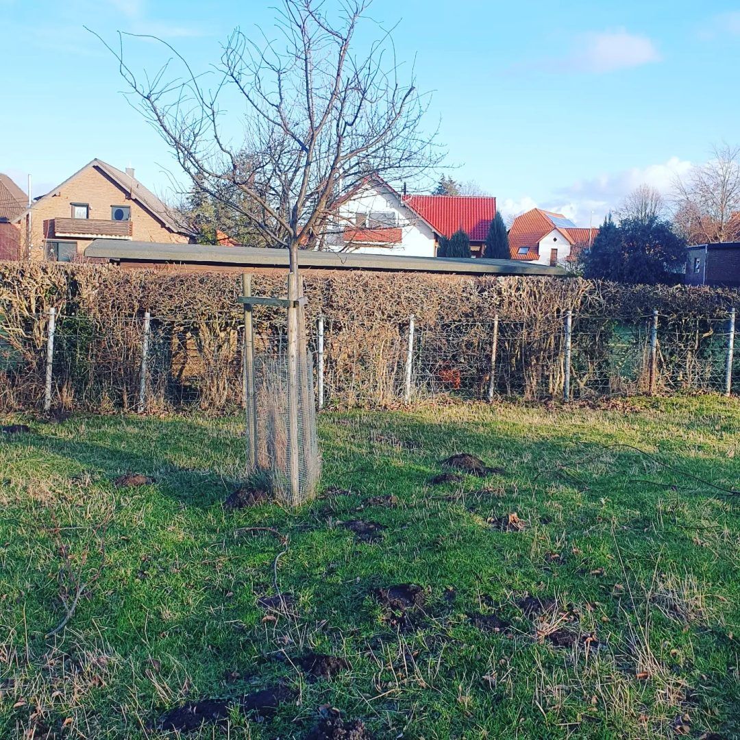 Obstbaumschnitt