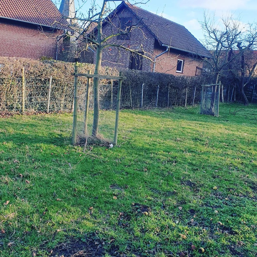 Obstbaumschnitt