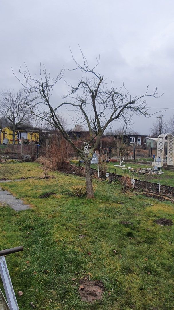 Obstbaumschnitt