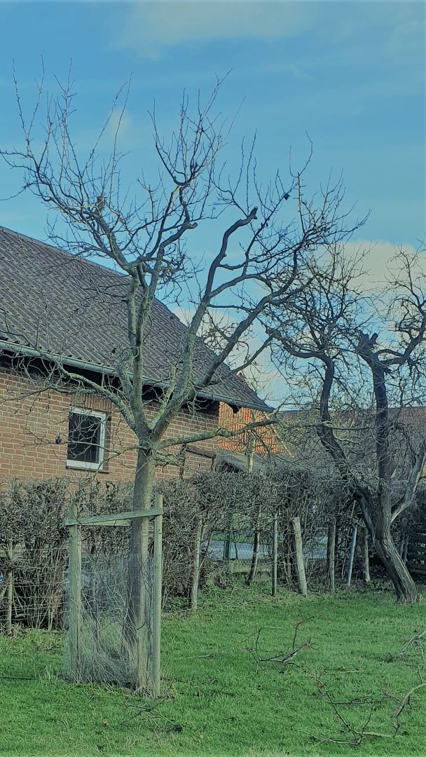 Obstbaumschnitt