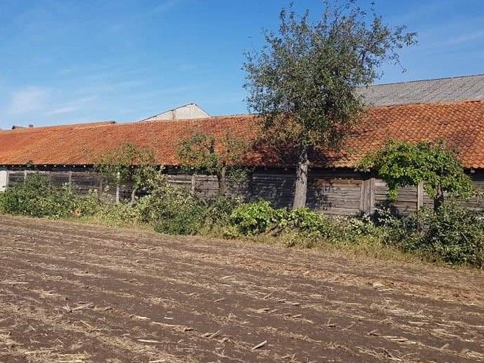 Obstbaumschnitt