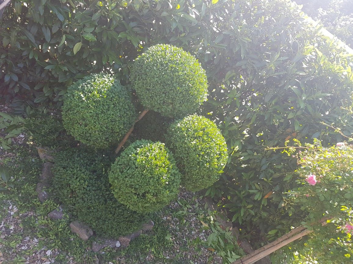 Gartenpflege