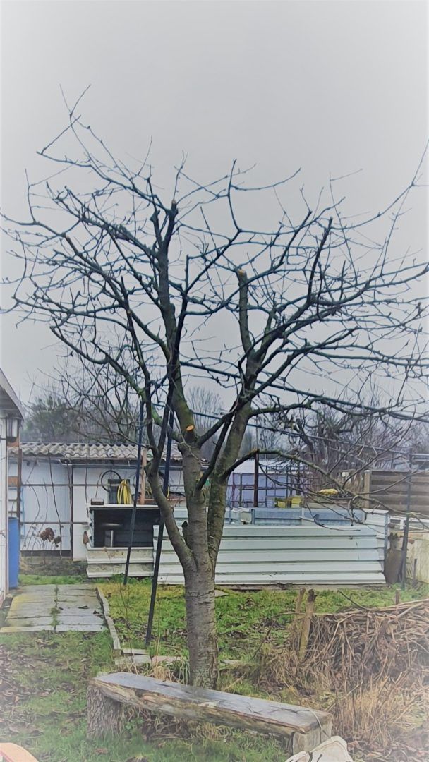 Obstbaumschnitt