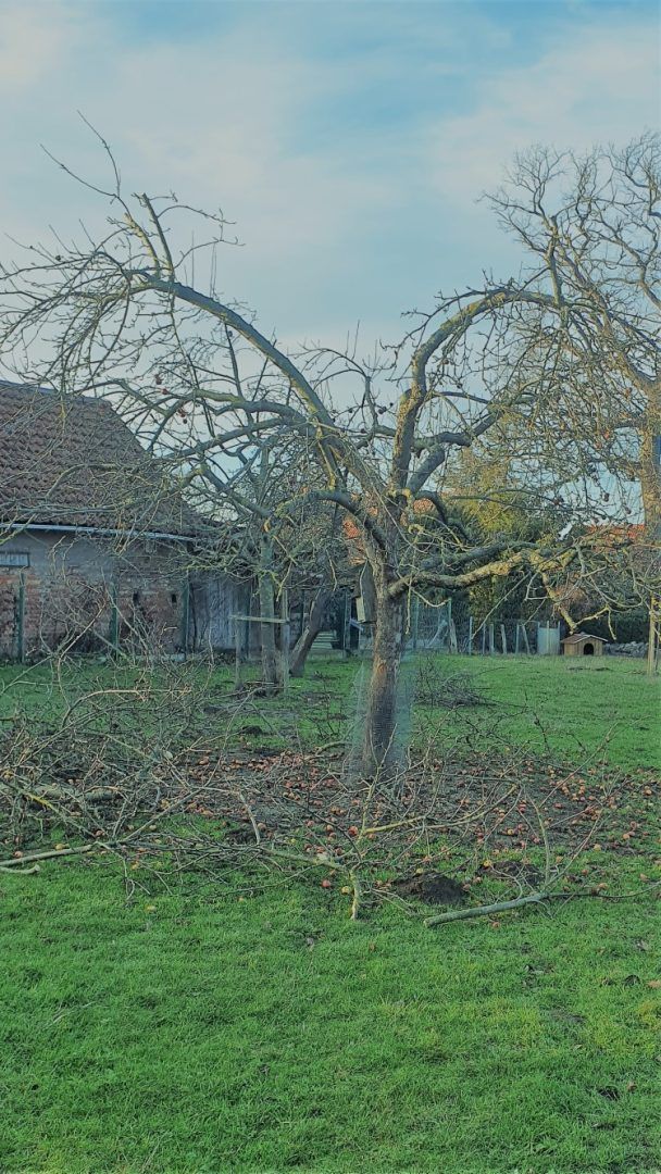 Obstbaumschnitt