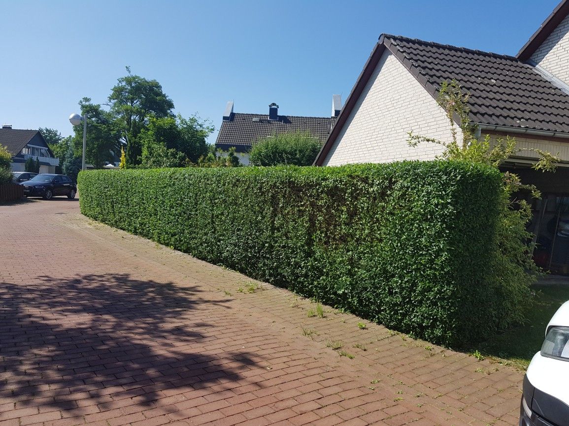 Heckenschnitt