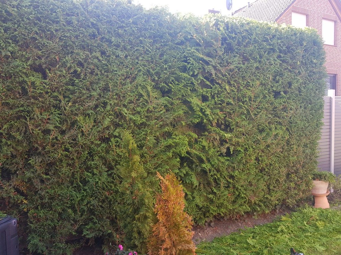 Heckenschnitt