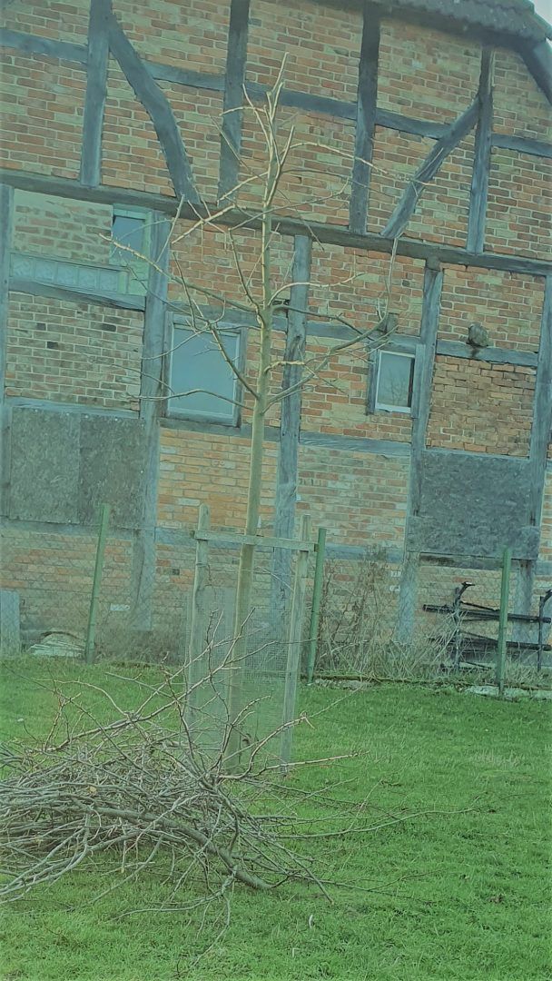 Obstbaumschnitt