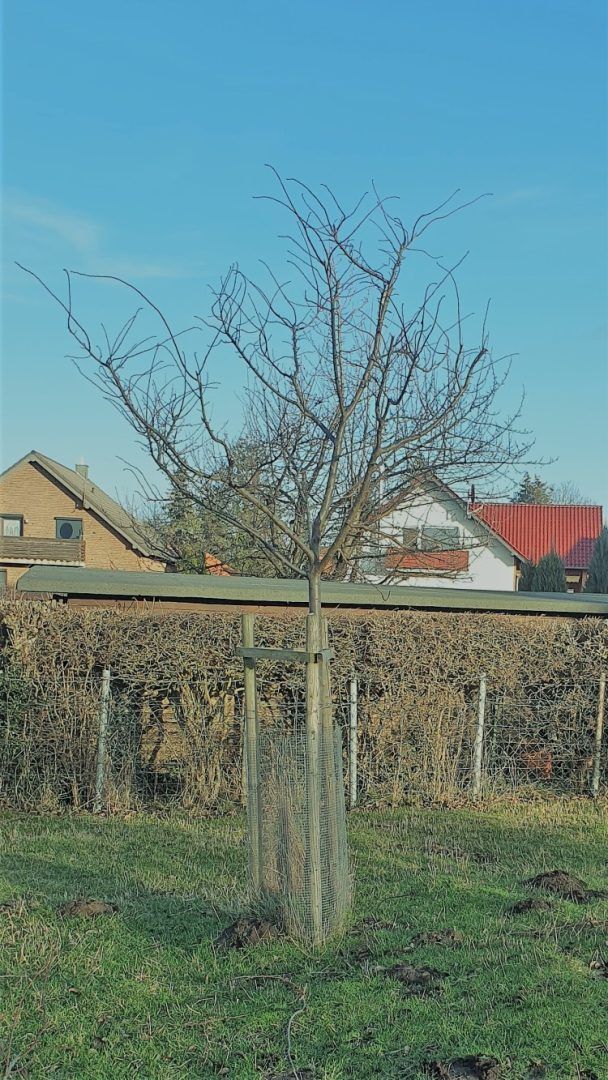 Obstbaumschnitt