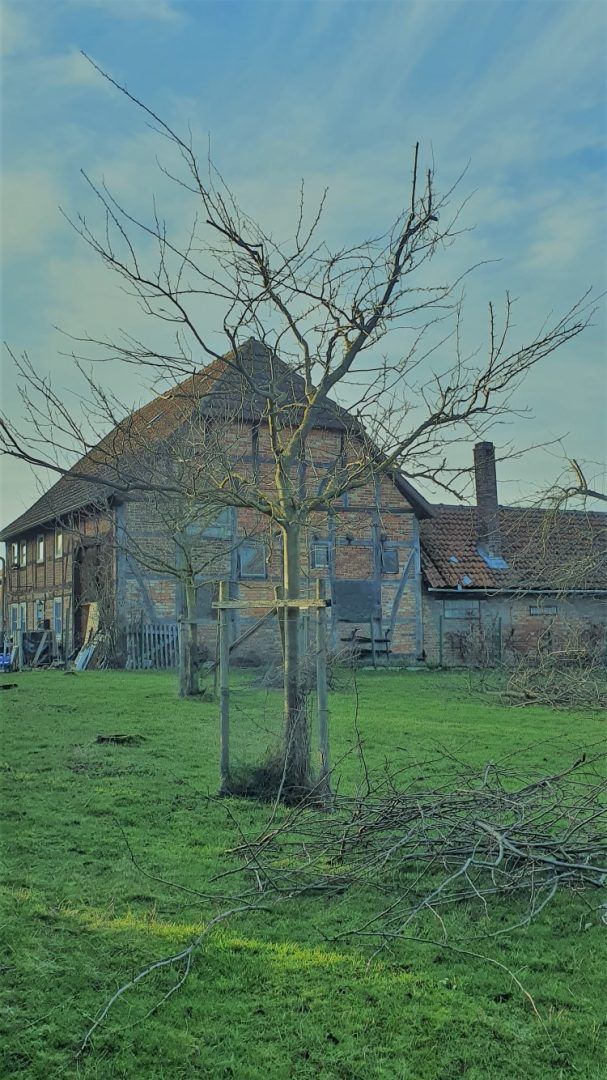 Obstbaumschnitt