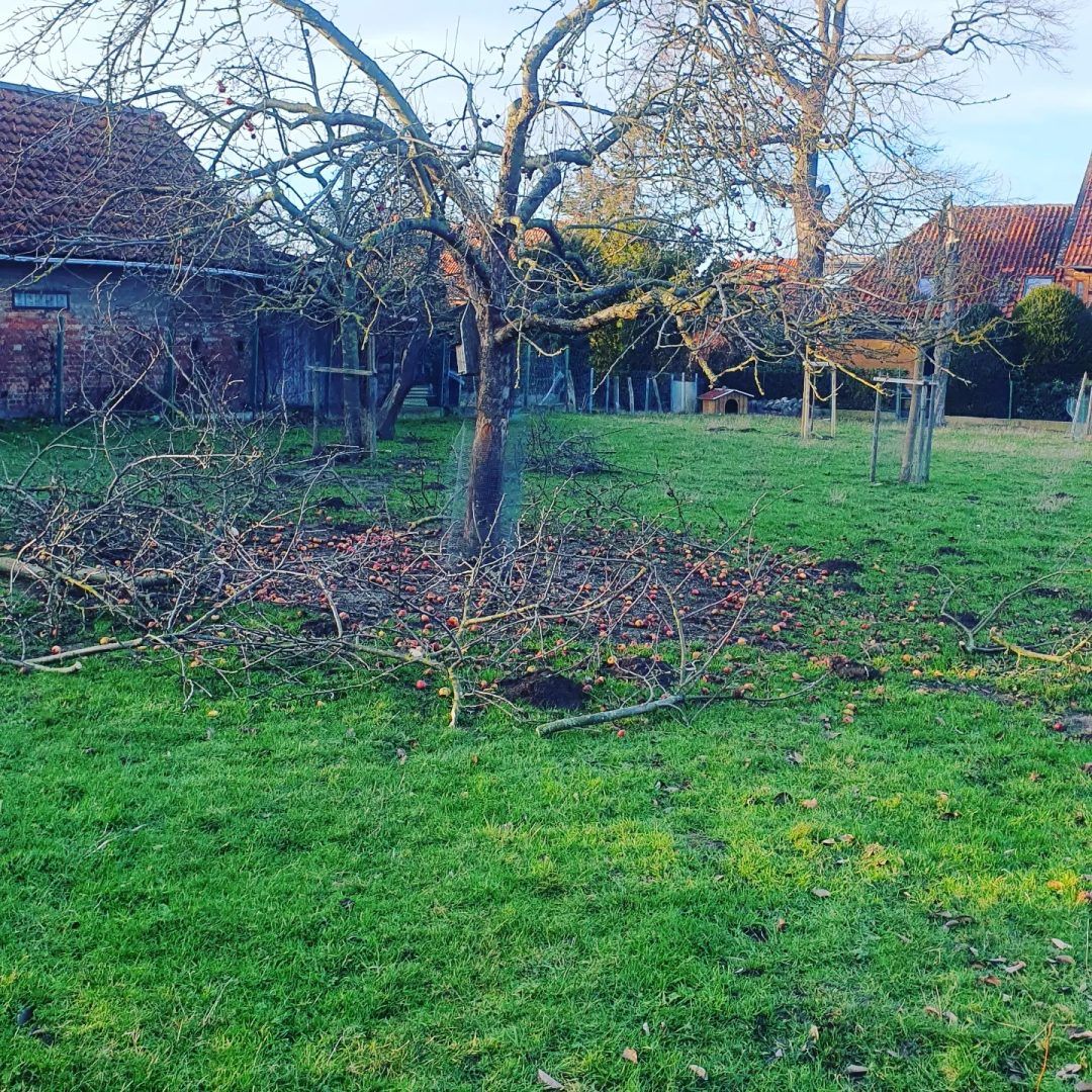Obstbaumschnitt