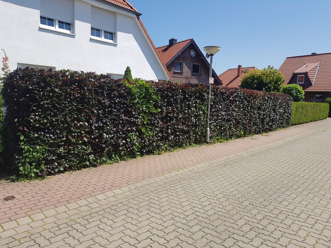 Heckenschnitt