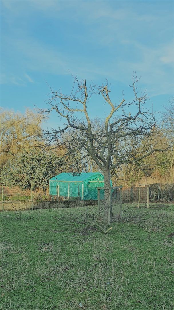 Obstbaumschnitt