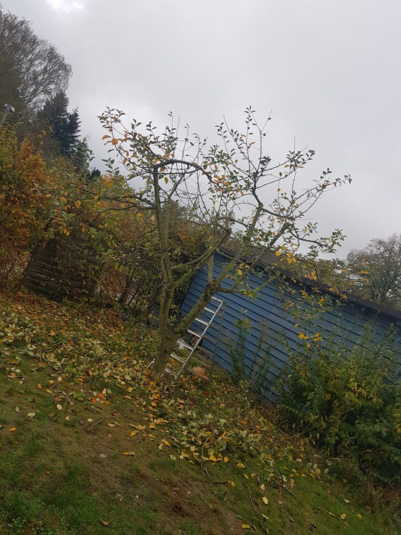 Obstbaumschnitt