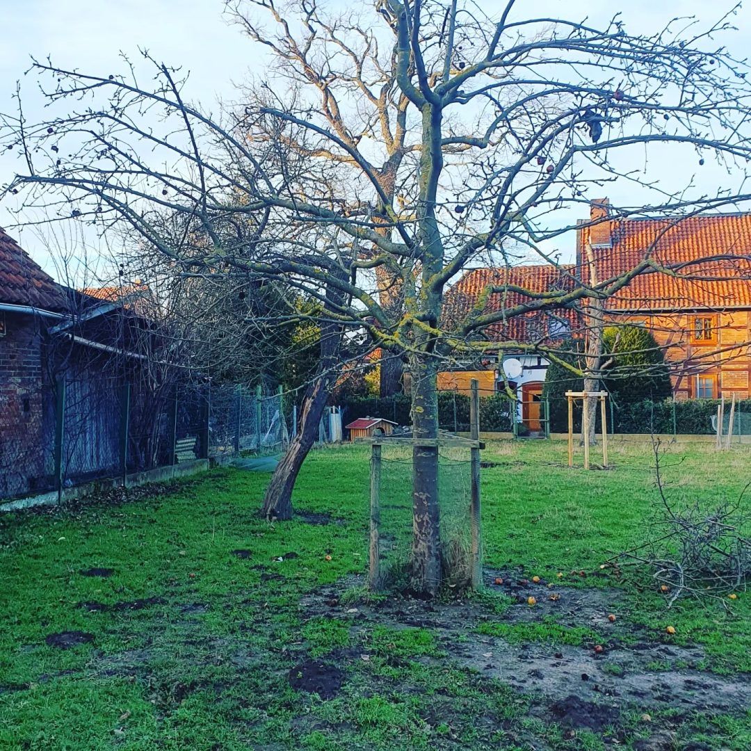 Obstbaumschnitt