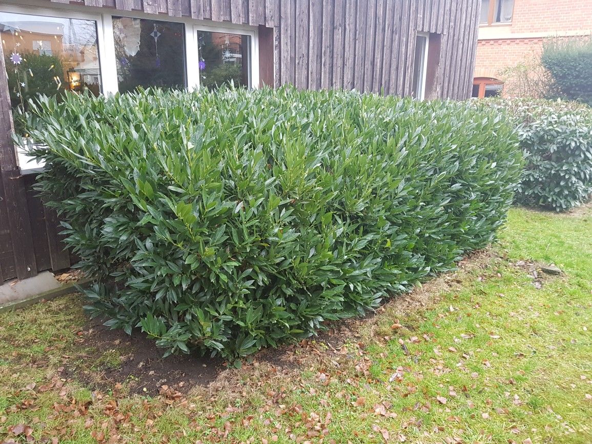 Gartenpflege