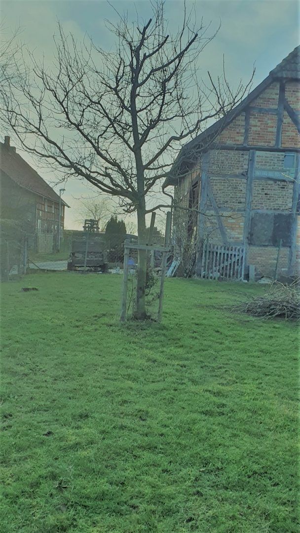 Obstbaumschnitt