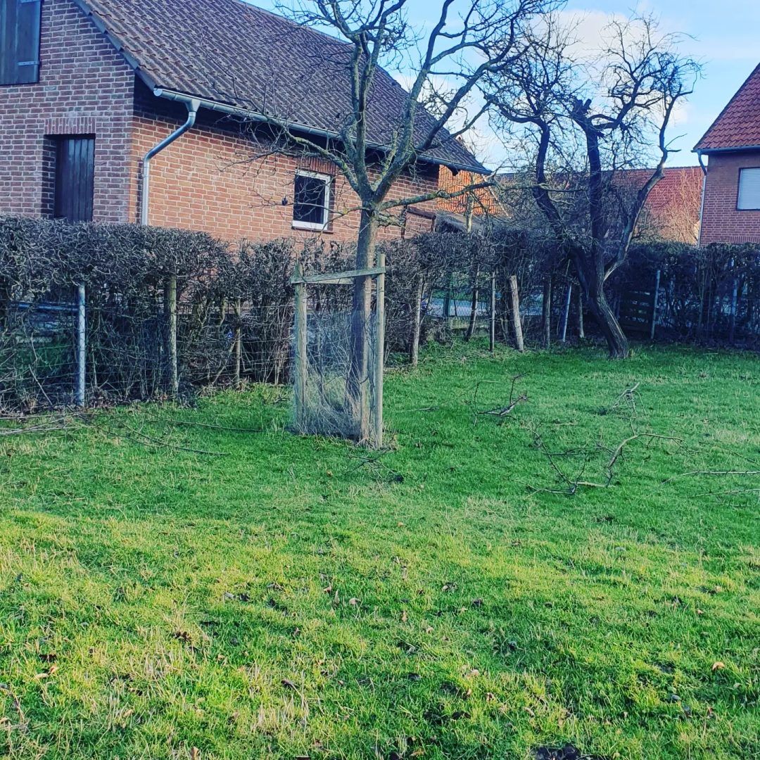 Obstbaumschnitt