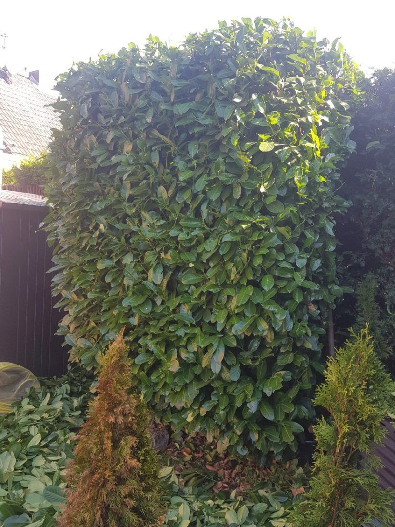 Gartenpflege